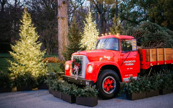 A vintage red pick up truck holding several evergreen trees in the bed. 